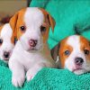 Jack Russel Terrier Puppies paint by numbers
