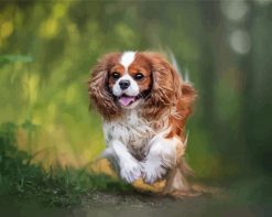 King Charles Cavalier paint by numbers