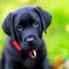 Labrador Puppy paint by numbers