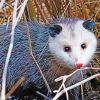 Opossums Animal paint by numbers