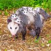 Opossums Animals paint by numbers