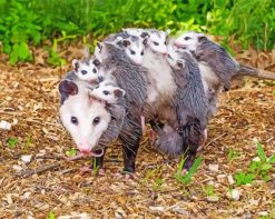 Opossums Animals paint by numbers