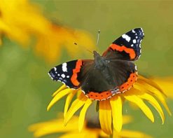 Red Admiral Butterfly Insect paint by numbers