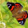 Red Admiral Butterfly paint by numbers