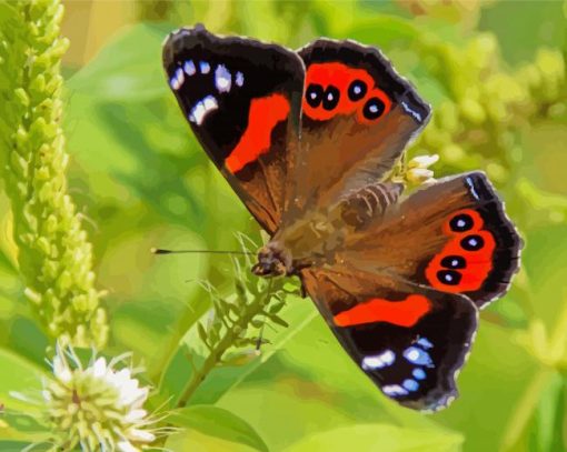 Red Admiral Butterfly paint by numbers