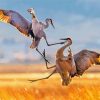 Sandhill Crane Fighting paint by numbers