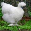 Silkie Bird Paint by numbers