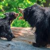 Sloth Bear Mother And Her Baby paint by number