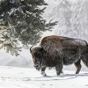 Snow Animal Bison paint by numbers