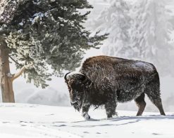 Snow Animal Bison paint by numbers