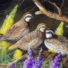 Three Bobwhite Birds paint by numbers