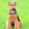 Welsh Terrier dog animal paint by numbers
