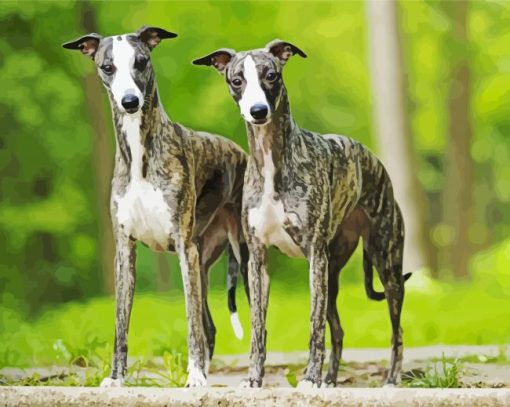 Whippet Dogs paint by numbers
