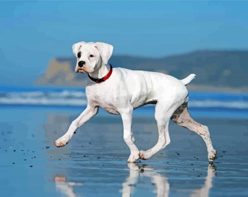White Boxer With Docked Tail On Beach paint by numbers