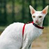 White Cornish Rex Cat paint by numbers