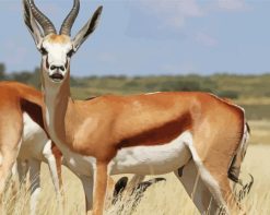 Wild Springbok paint by number