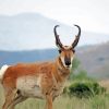 Wild Pronghorn paint by numbers