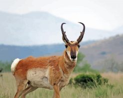 Wild Pronghorn paint by numbers