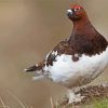 Willow Ptarmigan paint by numbers