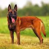 Aesthetic Belgian Malinois paint by numbers