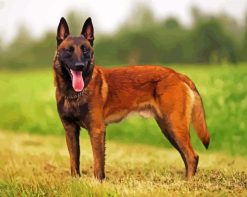 Aesthetic Belgian Malinois paint by numbers