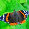 Aesthetic Red Admiral Butterfly paint by numbers