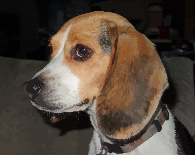 Beagle Dog Animal paint by numbers
