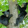 Black Bear Cubs paint by numbers