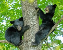 Black Bear Cubs paint by numbers