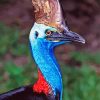 blue head Cassowary bird paint by numbers