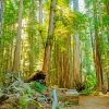 Green California Redwoods paint by numbers
