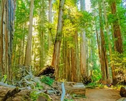 Green California Redwoods paint by numbers