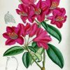 Pink Botanical Plants paint by numbers