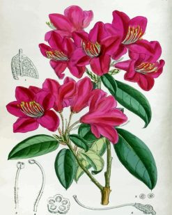 Pink Botanical Plants paint by numbers