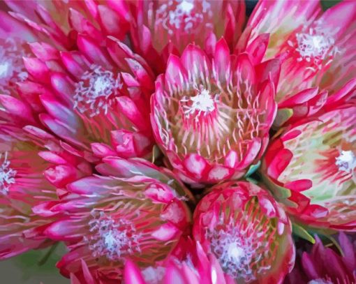 Pink Proteas Plants paint by numbers