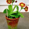 Potted Primrose Auriculas paint by numbers