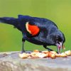 Red Winged Blackbird paint by numbers