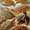 Turtles Animals Ernst Haeckel paint by number