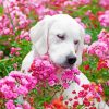 White Labrador Small Puppy Pink Flowers paint by numbers
