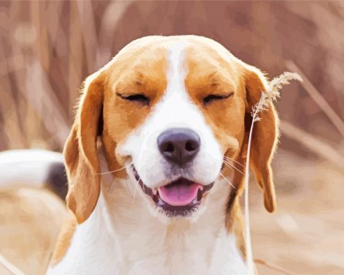 American Foxhound Smiling paint by numbers