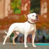 American Bulldog paint by numbers