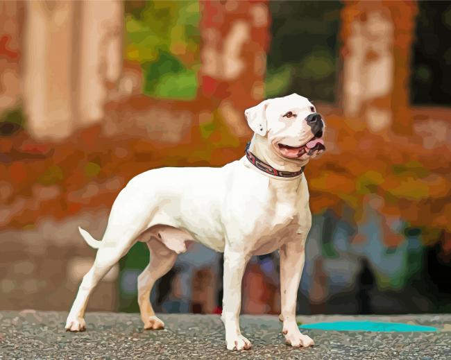 American Bulldog paint by numbers