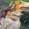 Borzoi Dogs paint by numbers