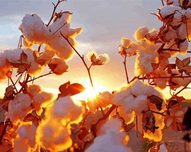 Cotton Field With Sunset paint by numbers