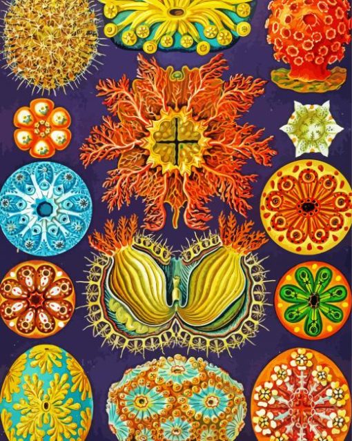 Ernst Haeckel Ascidiae paint by numbers