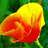 Golden California Poppy paint by numbers