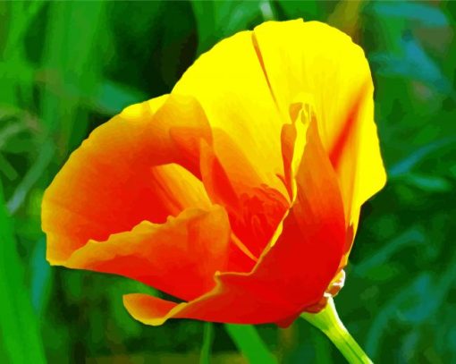 Golden California Poppy paint by numbers