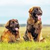 Leonberger Dogs paint by numbers