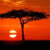 Maasai Mara Tree Silhouette paint by numbers
