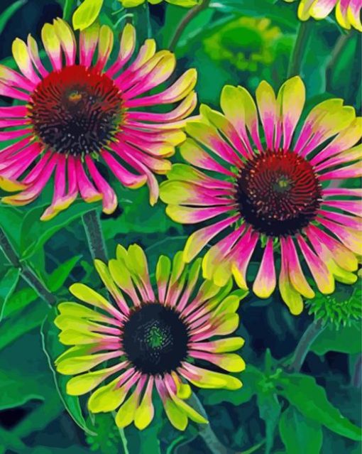 Aesthetic Echinacea paint by numbers